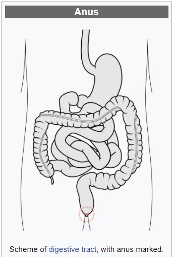 A diagram of a human digestive tract, with a red circle around the anus.